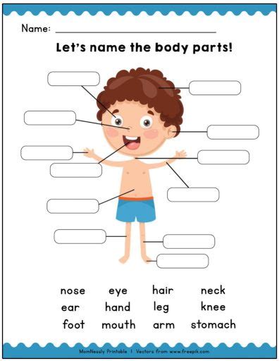 Make spaghetti string worksheet with body parts: Printable: Identify the Body Parts Learning Worksheets - https://tribobot.com