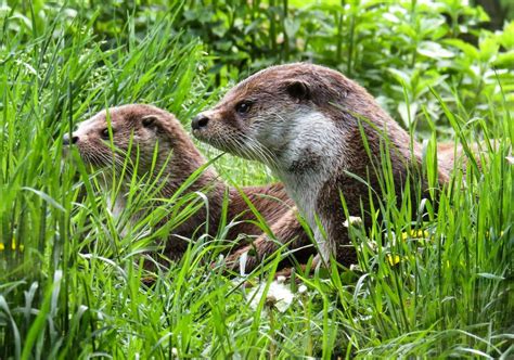 Otter Animals In Green Grass Free Image Download