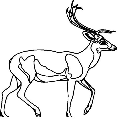 Deer Adult Coloring Pages