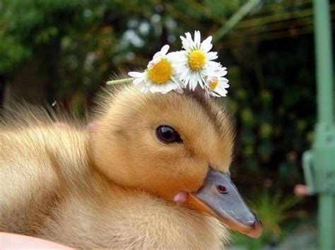 Duckling Wearing A Flower Crown Baby Animals Pictures Cute Ducklings