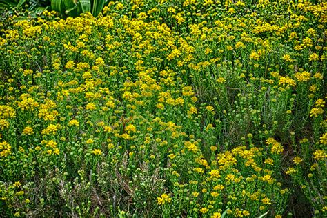 Free Images Nature Field Meadow Prairie Flower Herb