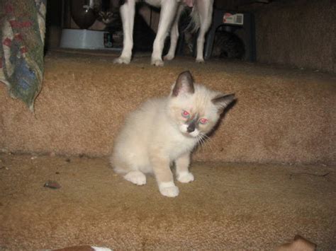 The manx cat breed is moderately active. Manx kittens FOR SALE ADOPTION from Iron Minnesota ...