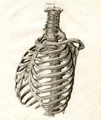 Learn how to draw rib cage pictures using these outlines or print just for coloring. skeleton rib cage drawing - Google Search | Фотография рук ...