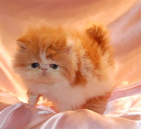 We are persian kitten community fans we have for you multiple tips to make your cat happy and you. Cute Red Persian Kitten