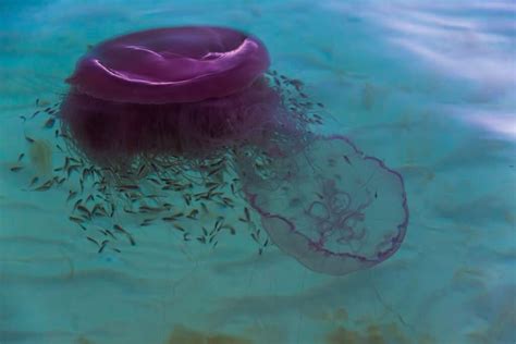 The Worlds 9 Largest Jellyfish Imp World