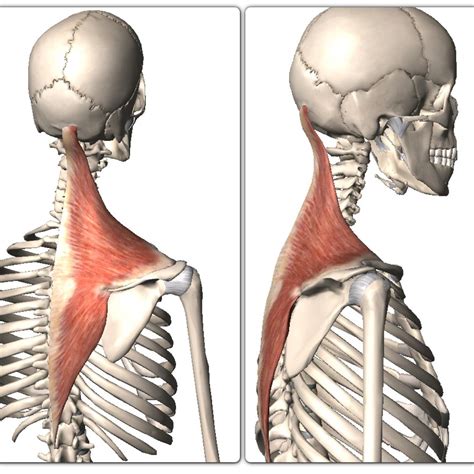 Get To Know Your Muscles Upper Trapezius — Kinfolk Physiotherapy
