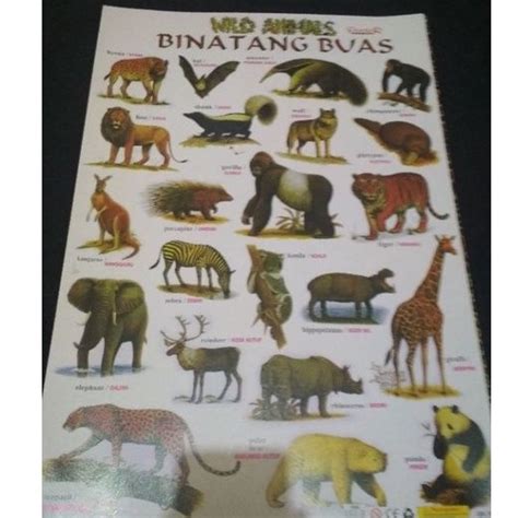 Jual Poster Edukasi Binatang Buas Wild Animals Indonesiashopee Indonesia