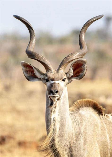 16 Biggest African Antelopes Largest Species By Weight Storyteller