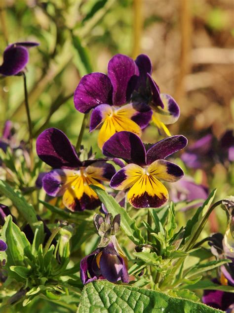 Purple Yellow Flowers Taken At Gisland Farm Flickr
