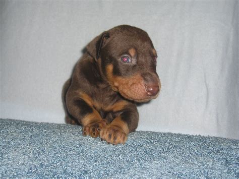 One black and one blue doberman pinscher. Red Doberman