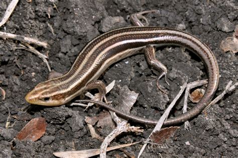 Common Five Lined Skink Herps Of Garrett County Md · Inaturalist