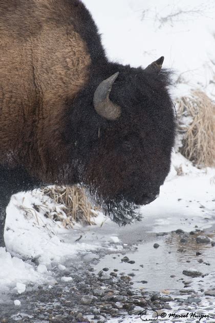 Marcel Huijser Photography Rocky Mountain Wildlife Bison Bison