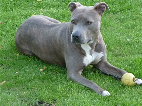 Please download one of our supported browsers. American Pit Bull Terrier - All Big Dog Breeds
