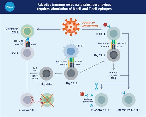 They do not cause cancer. Coronavirus Data Release: Identification of Novel CD4 and ...