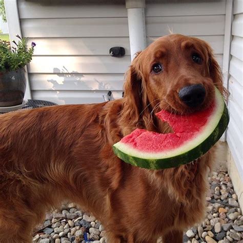 Below are our newest added golden retrievers available for adoption in arkansas. ᴘɪɴᴛᴇʀᴇsᴛ: ɢᴇᴇɴᴀᴛ𝟷𝟶𝟹 • | Red retriever, Golden retriever ...