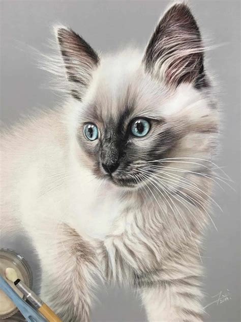 Where Do You Buy Ragdoll Cat Drawings Floppycats