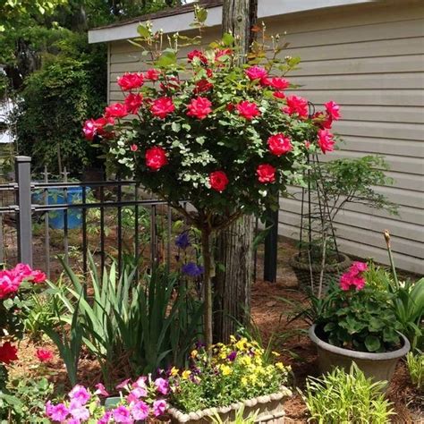 Red Knock Out Rose Trees For Sale