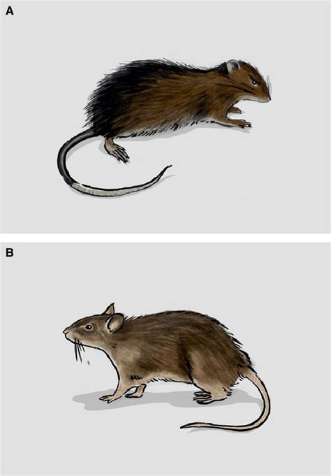The Extinct Christmas Island Rat Rattus Macleari A And Its Extant