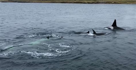Onlookers Gasp As Circling Pod Of Orcas Suddenly Throw Stricken Seal