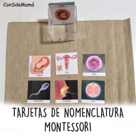 Tarjetas De Nomenclatura Montessori Del Aparato Reproductor Femenino