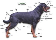 Jump to navigation jump to search. 1000+ images about "Topographical Anatomy" on Pinterest | Anatomy, Dog anatomy and Spanish