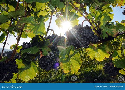 Wine Grapes In Sunny Vineyard Stock Photo Image Of Botany Fieldwork