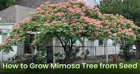 How To Start And Grow Mimosa Tree From Seed Planting Albizia Julibrissin