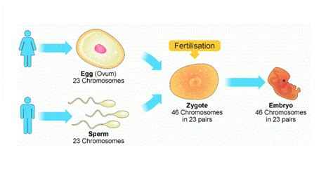 Sexual Reproduction Pros And Cons Science Online