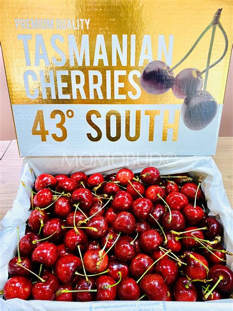 Tasmanian 43° South Red Cherry Premium Gold Box — Momobud