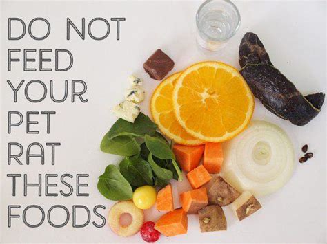 1 part meat and fruit or meat and veggie baby food (gerber simple recipes formulae include beef and carrots, chicken and broccoli, etc.) 1 part egg yolk baby food 1 part veggie baby food (carrots, broccoli, sweet potatoes, etc.) acceptable fruits include apples, pears, bananas, melons, berries, and citrus fruits. A List of Safe and Dangerous Foods for Your Pet Rat | Pet ...