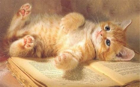 cute kitten wallpaper kittens wallpaper 16094692 fanpop