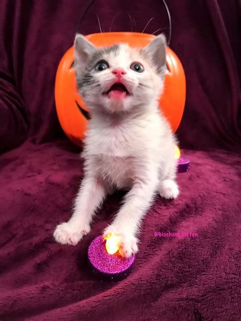 Foster Kitty Gives The Cutest Smile During A Photoshoot And It Takes