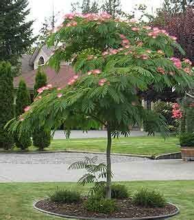 Il est de couleur pourpre à chocolat. Image result for julibrissin albizia | Shade trees, Garden ...