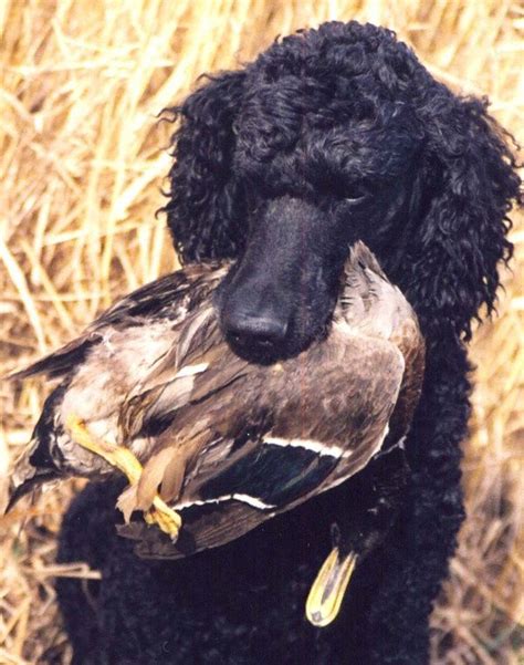 Most of the time, in a good way. standard poodles hunting dogs | Standard poodle, Poodle ...