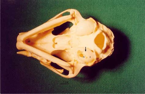 Photograph Of A Feline Skull Showing Ventral Tympanic Bulla Osteotomy