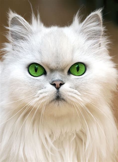 Lovely Pets Top 10 Cutest Cat Breeds Pictures