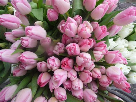 Check spelling or type a new query. Tulips in January. Pike Place Market. Seattle, Washington ...