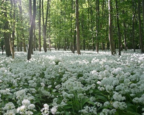 White Flowers Forest Flowers Nature Scenery