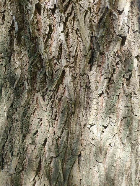 Bark Of Willow Tree Isolated On White Stock Image Image Of Studio