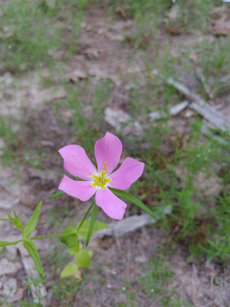 Texas Wild Flowers Texas Star Or Meadow Pink Texas Star Meadow Wild