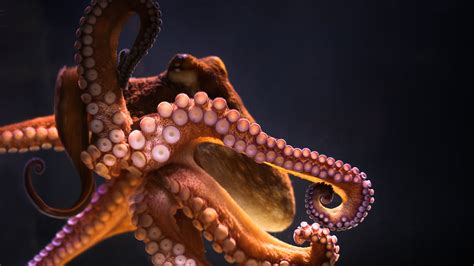 1920x1080 Resolution Brown Octopus Animals Underwater Octopus Hd