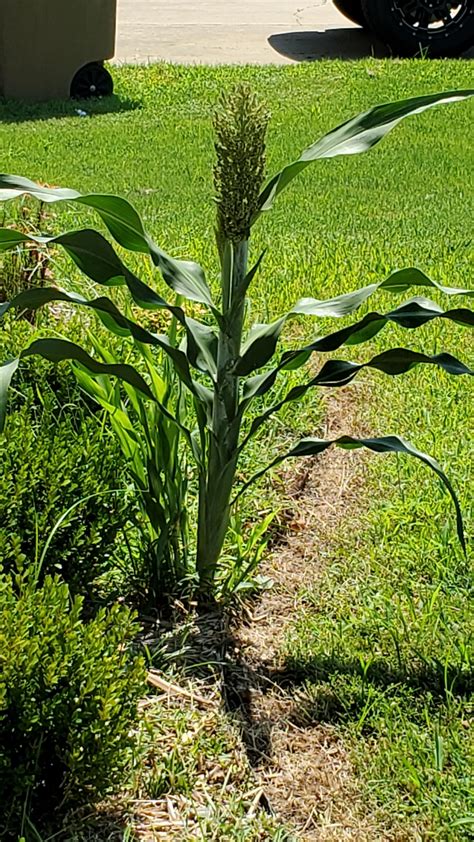 Flowering Plant That Looks Like Corn Stalk Flowerszm
