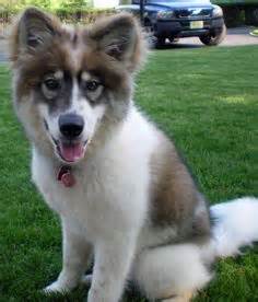 Share the stories with us through comments! Newfoundland-Husky Mix Puppy (4 months old) | Dogs That I Want