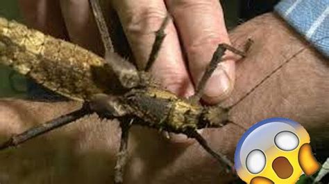 Los 6 Insectos Mas Raros Del Mundo Youtube