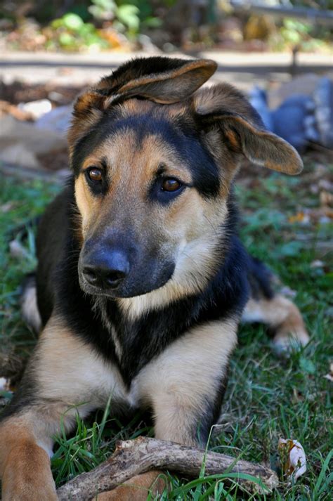 Cute Dogs German Shepherd Lab Mix