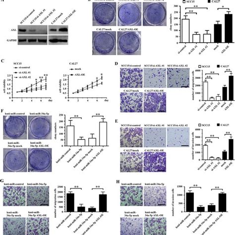 mir 34a 5p inhibits oscc cell proliferation migration and invasion by download scientific