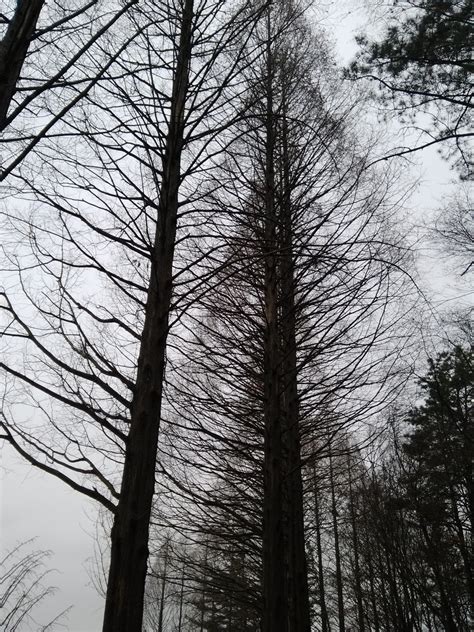무료 이미지 나무 자연 숲 분기 실루엣 눈 겨울 검정색과 흰색 목재 잎 서리 가을 날씨 단색화 시즌