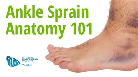 Ankle Structure And Anatomy Of Ankle Sprains Youtube