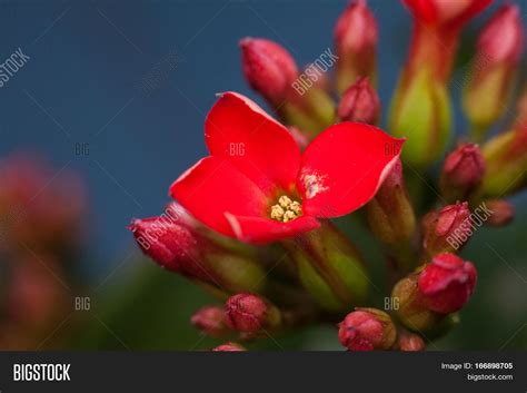 Four Red Petal Flower Image And Photo Free Trial Bigstock