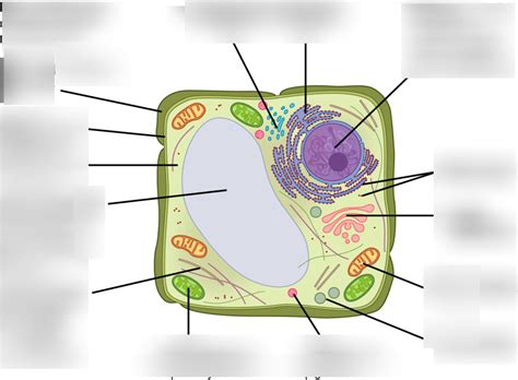 Autotrophic Eukaryotic Cell Part 1 Diagram Quizlet